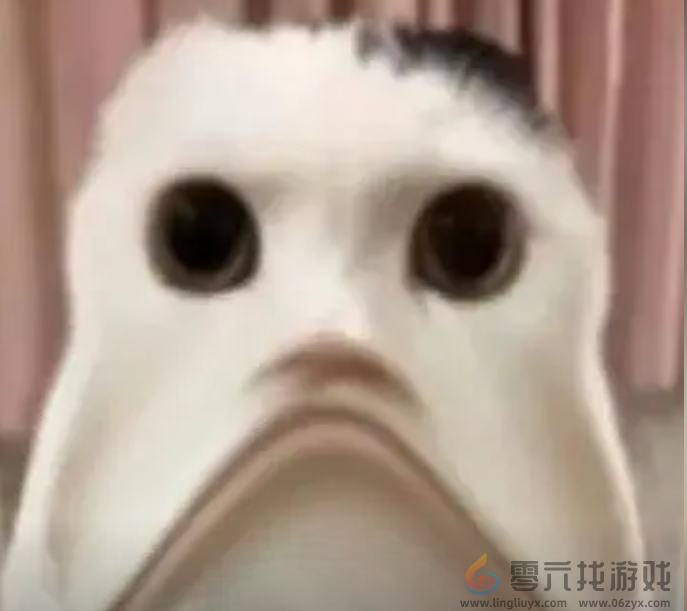 严肃猫表情包大全(图12) 严肃猫表情包大全(图12)